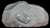 Undescribed Proetid Trilobite From Jorf - Very Inflated #46338-4